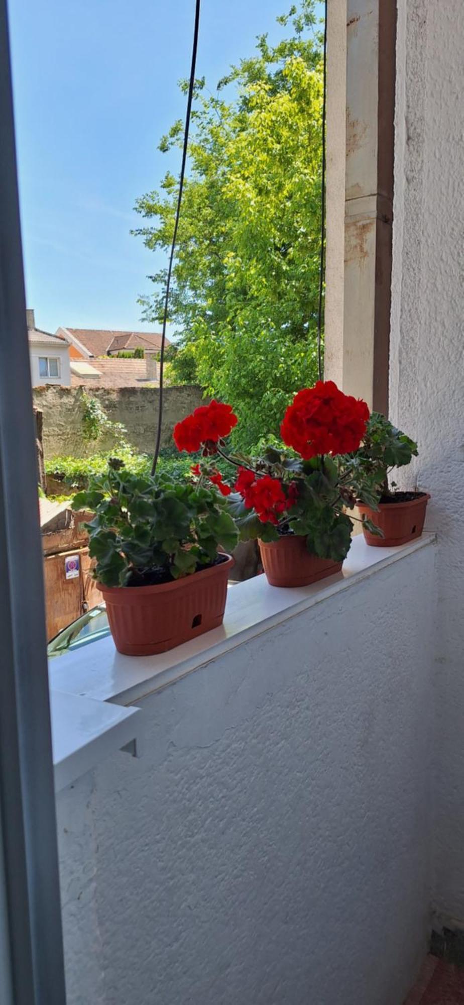 Apartman Lara Subotica Eksteriør billede